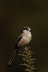 David Plant Photography - Wildlife Photography - Long-tailed tit - D